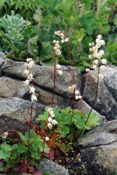 Heuchera hallii en fleurs dans les éboulis granitiques des Rocheuses du Colorado